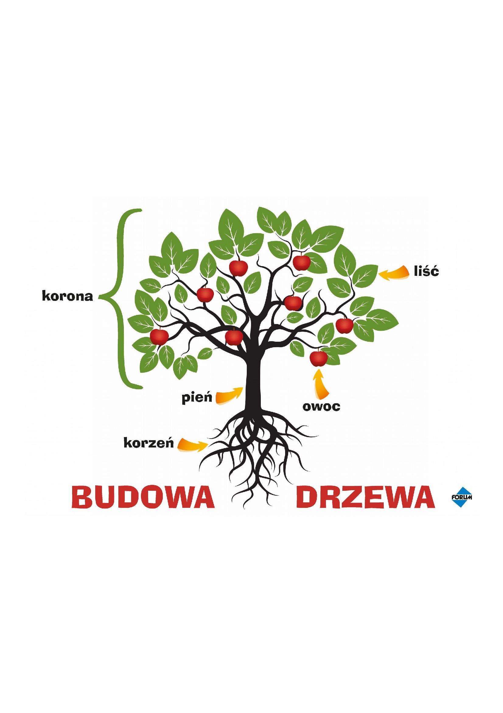 Budowa drzewa