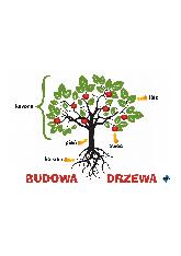 Budowa drzewa