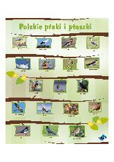 Polskie ptaki i ptaszki