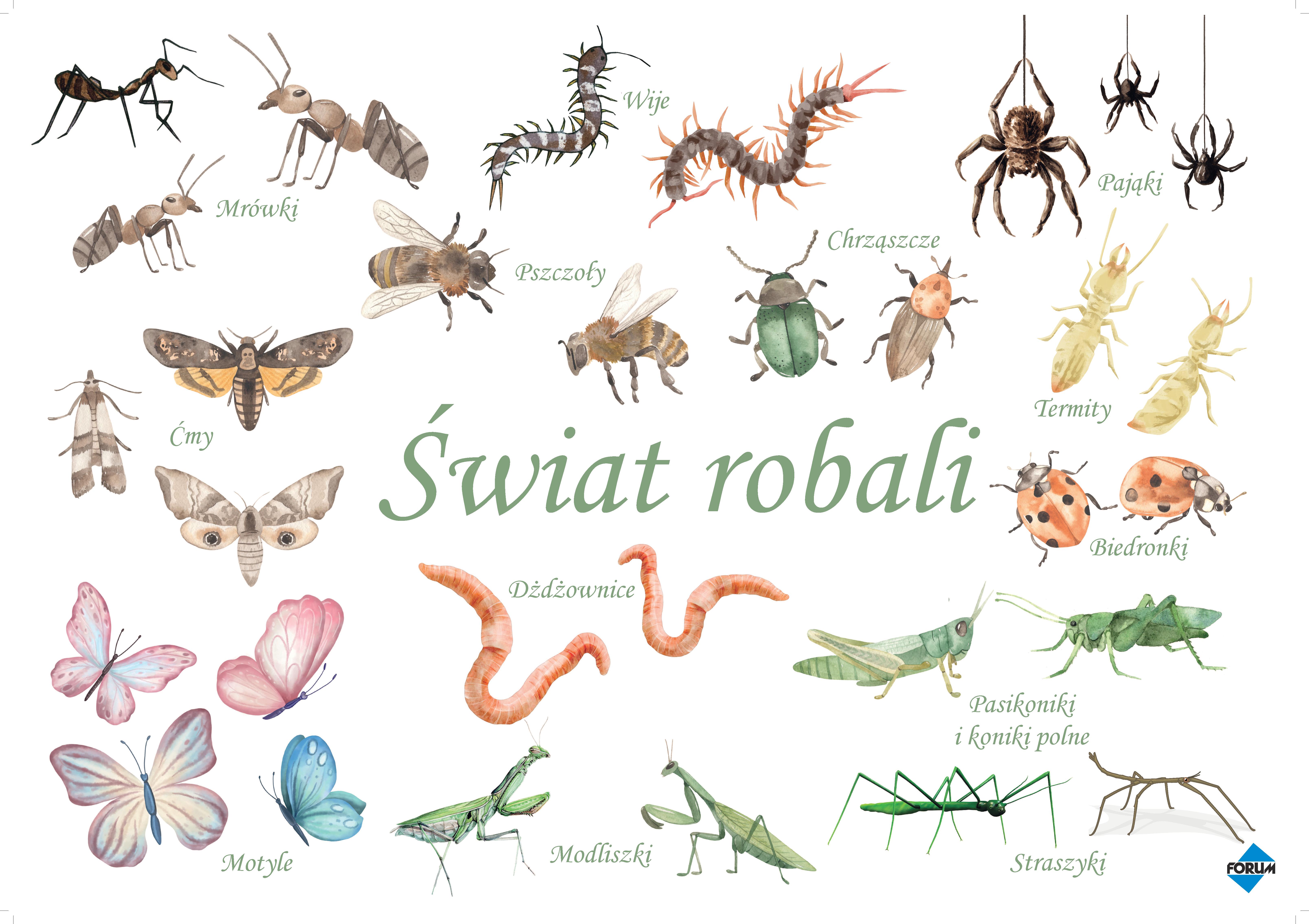 Świat robali