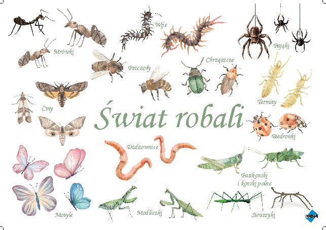 Świat robali