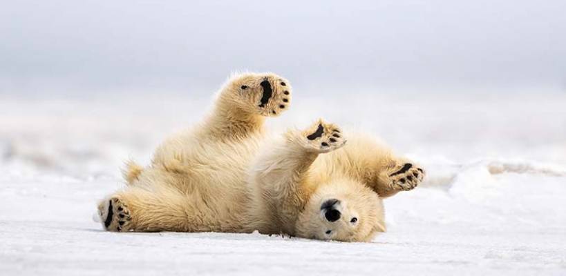 Scenariusz zajęć z okazji Dnia Niedźwiedzia Polarnego